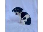 Adopt Dressel a Jack Russell Terrier