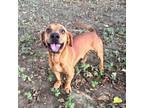 Adopt Birmingham a Dachshund, Hound