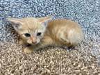 Adopt Frankie a Domestic Short Hair