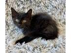 Adopt Paypal a Domestic Medium Hair, Domestic Short Hair