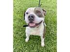 Adopt Rooster a Pit Bull Terrier, Mixed Breed