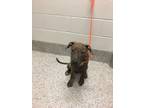 Adopt Kane a Pit Bull Terrier, Mixed Breed