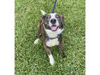 Adopt Potter a Australian Shepherd, Mixed Breed