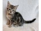 Adopt Nebraska a Domestic Short Hair