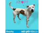 Adopt Weasley (Drizzy) a Pit Bull Terrier, Mixed Breed
