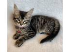 Adopt Oregon a Domestic Short Hair