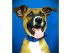 Adopt Diesel a Mixed Breed