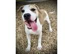 Adopt Stefan Salvatore (Underdog) a Pit Bull Terrier, Mixed Breed