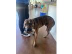 Adopt Karl a Pit Bull Terrier, Labrador Retriever