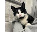 Adopt Steve a Domestic Short Hair
