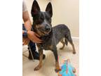Adopt Hubble a Australian Cattle Dog / Blue Heeler