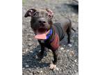 Adopt Titus a Pit Bull Terrier