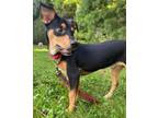 Adopt Dobby a Miniature Pinscher, Mixed Breed