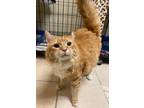 Adopt Mufasa a Domestic Medium Hair