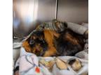 Adopt Mulady a Guinea Pig