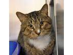 Adopt Chillin Villain a Domestic Short Hair