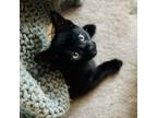 Adopt Marshmallow a Domestic Short Hair