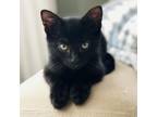 Adopt Glacier a Domestic Short Hair