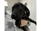 Adopt Conner a Labrador Retriever, Hound