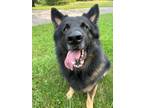 Adopt Hugo a German Shepherd Dog