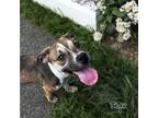 Adopt Trav a Terrier, Mixed Breed