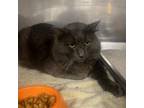 Adopt Bamzy a Domestic Long Hair