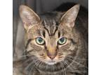 Adopt Baltic a Domestic Short Hair