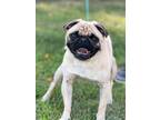 Adopt Hobbs a Pug