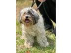 Adopt Barney a Shih Tzu