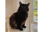 Adopt Little Pablo a Domestic Long Hair