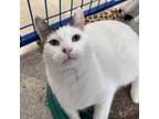 Adopt Cozmo a Domestic Short Hair