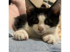 Adopt Zeke a Domestic Short Hair