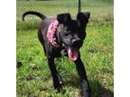 Adopt Prince a Mixed Breed