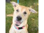 Adopt Mr. Beefy a Mixed Breed