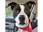Adopt Jesse a American Staffordshire Terrier