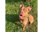 Adopt Crumb a American Staffordshire Terrier