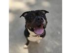 Adopt Ares a American Staffordshire Terrier