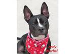 Adopt Jasper a American Staffordshire Terrier, Border Terrier