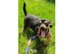 Adopt Peanut a Wirehaired Terrier