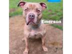 Adopt Emerson 240521 a Mixed Breed
