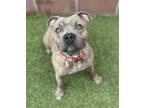 Adopt Froggy a Pit Bull Terrier
