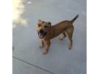 Adopt Blueberry Jamboree a Mixed Breed