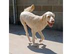 Adopt Macaroon a Mixed Breed