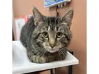 Adopt Gideon a Domestic Short Hair