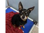 Adopt Herman a Miniature Pinscher