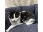Adopt Graham a Domestic Short Hair