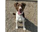 Adopt Jasper a English Springer Spaniel, Mixed Breed