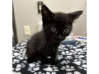 Adopt alstro a Domestic Medium Hair