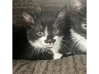 Adopt Mushu a Domestic Short Hair