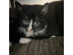 Adopt Abu a Domestic Short Hair
